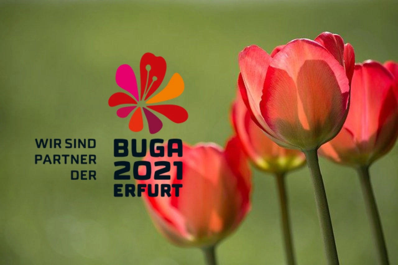 Rote Tulpen auf grünem Hintergrund