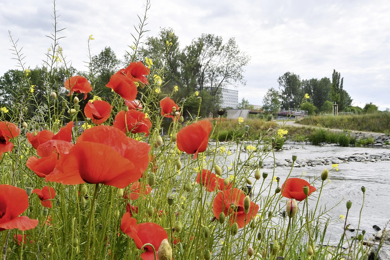 Rote Blumen bei der BUGA