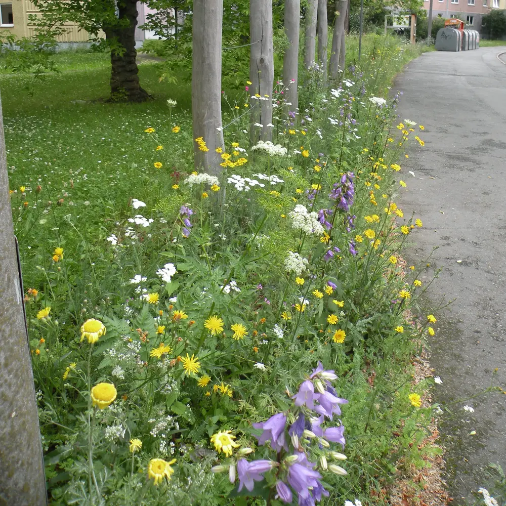 Bunte Wildblumen entlang eines Gehwegs mit Bäumen im Hintergrund