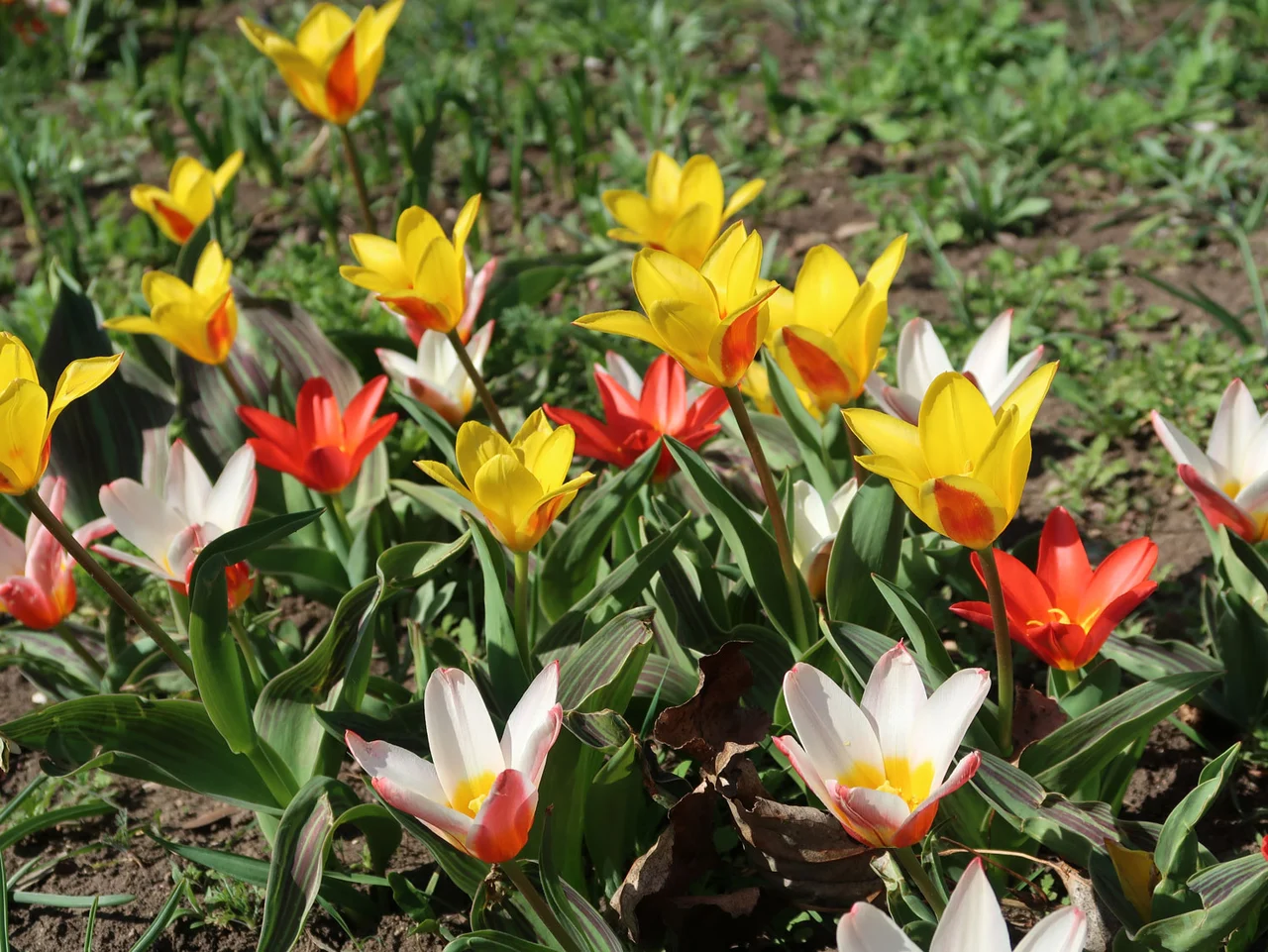 Blumenbeet
