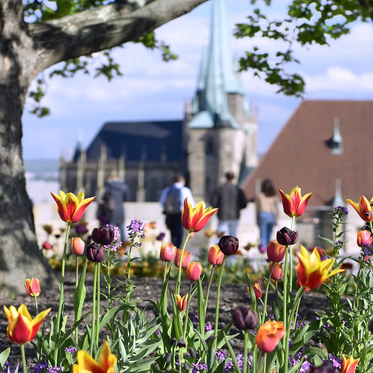 Petersberg im Frühling Frühling am Petersberg