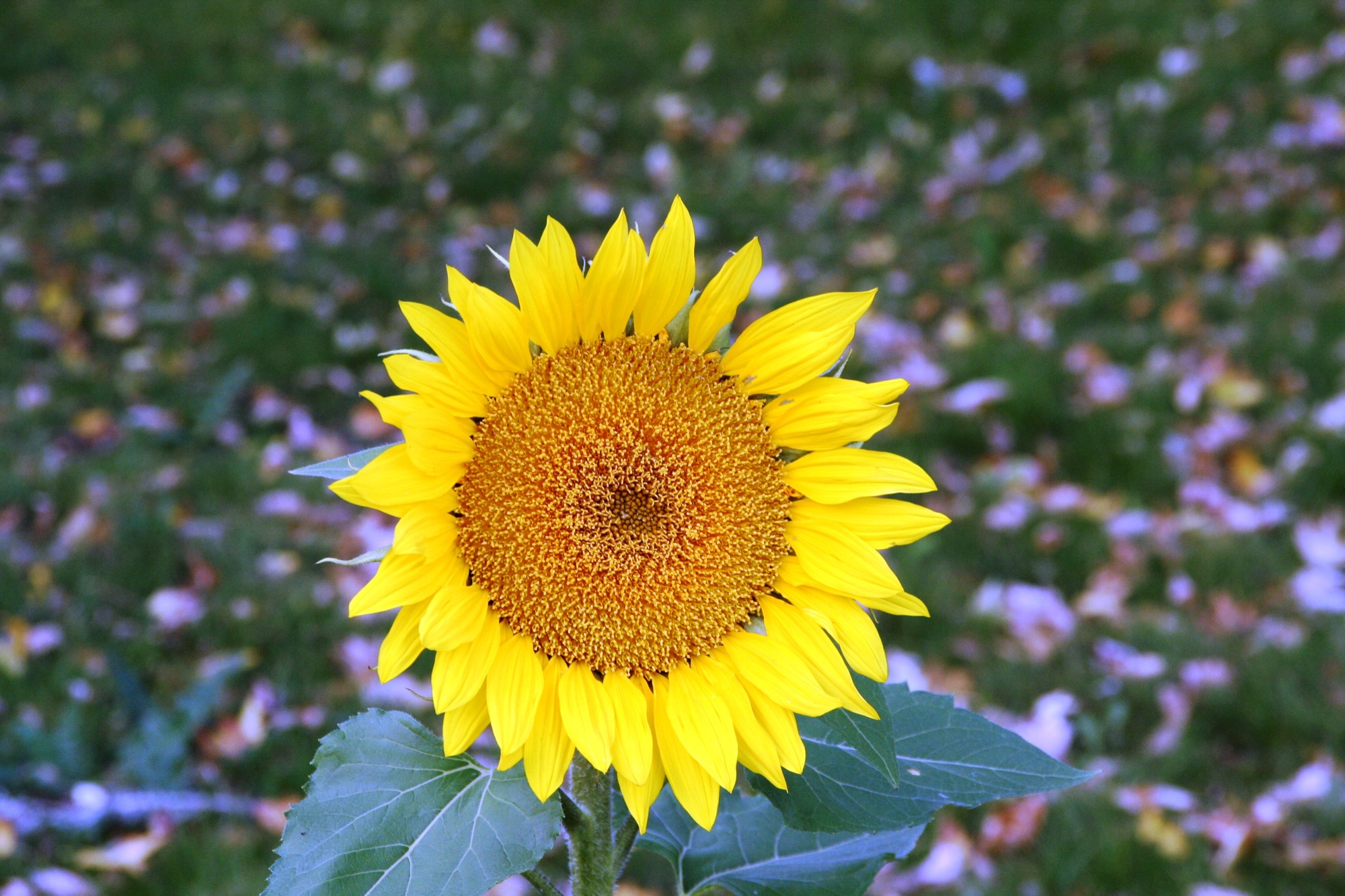 Sonnenblume im Freien